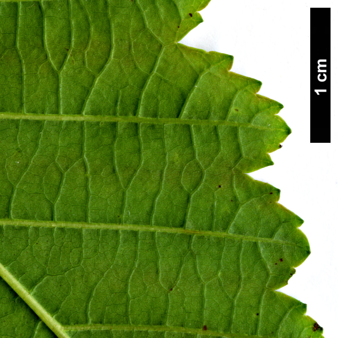High resolution image: Family: Betulaceae - Genus: Alnus - Taxon: incana - SpeciesSub: subsp. tenuifolia